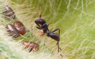 first instar broad-headed bug.jpg
